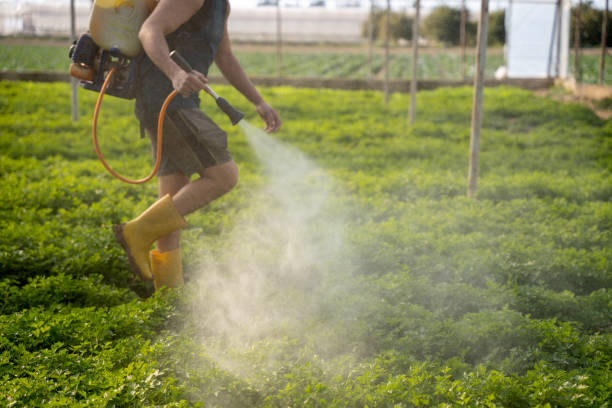 Best Rat Extermination Near Me  in San Diego Country Estates, CA