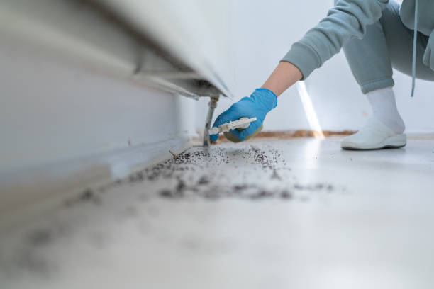 Trusted San Diego Country Estates, CA Pest Control Experts